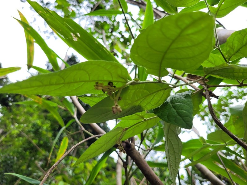 Riedle's Nightshade photo 2