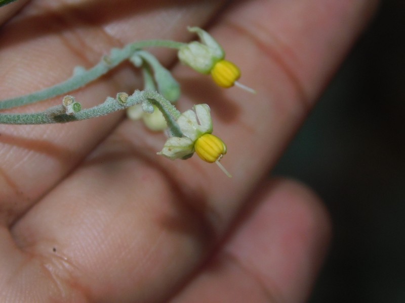Riedle's Nightshade photo 3