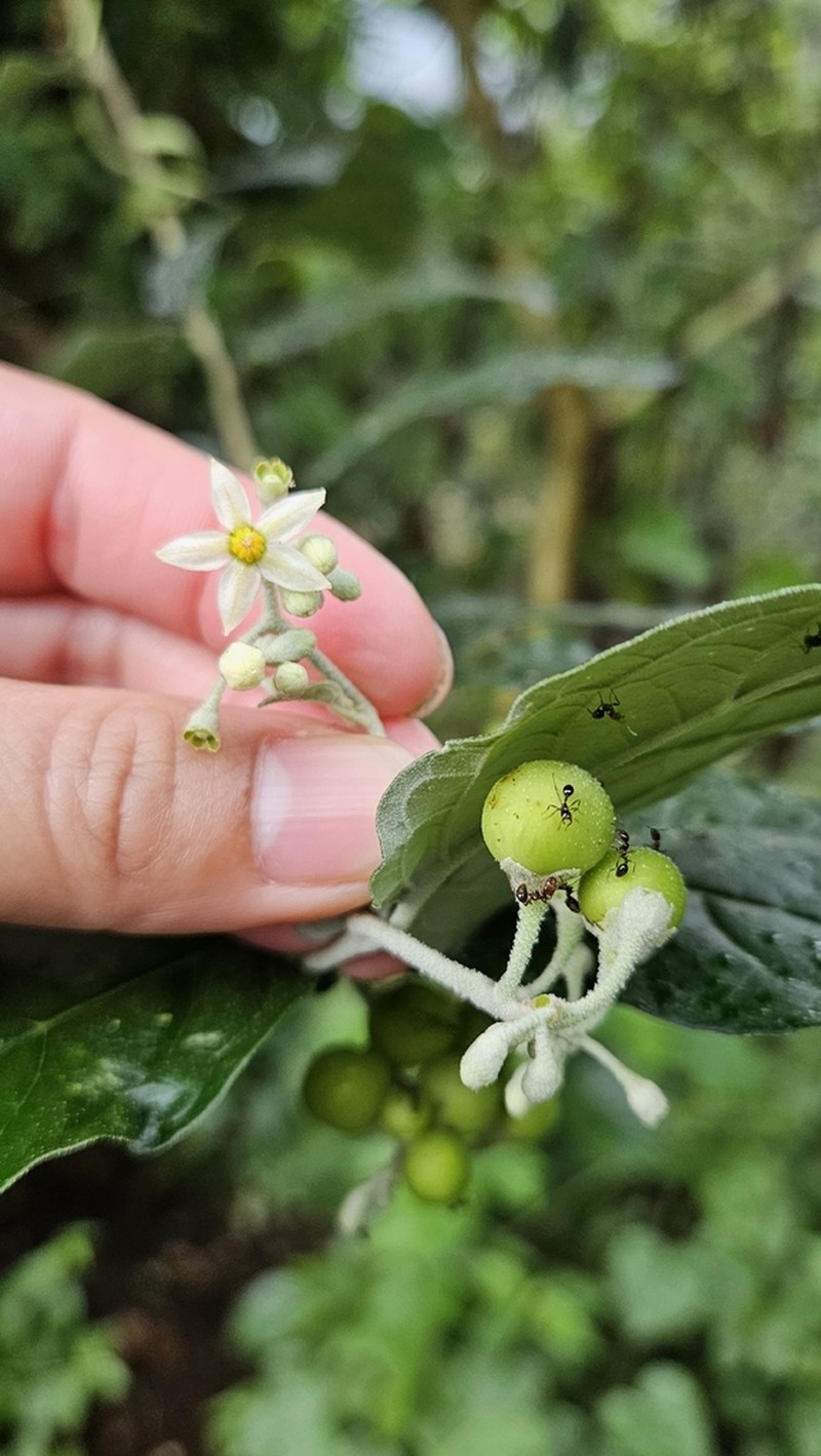 Riedle's Nightshade photo 4
