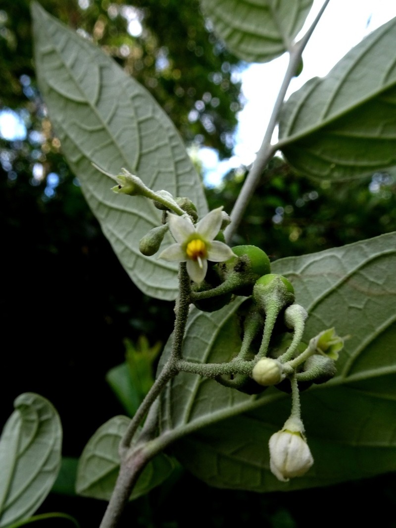 Riedle's Nightshade photo 5
