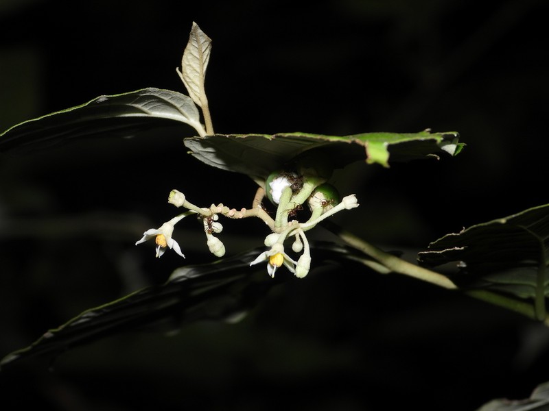 Riedle's Nightshade photo 6
