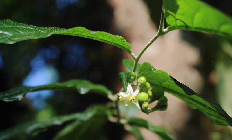 Riedle's Nightshade photo 7