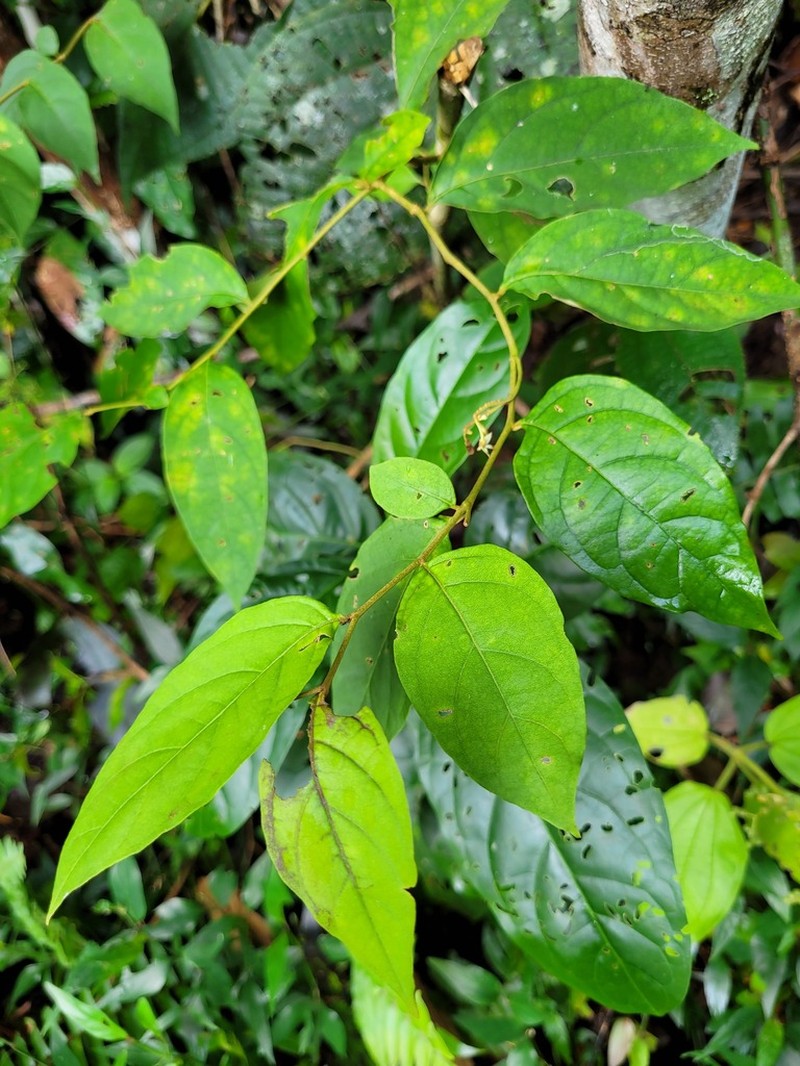 Riedle's Nightshade photo 8