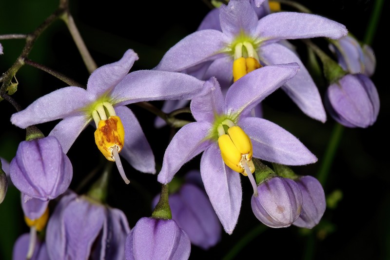 Brazilian Nightshade photo 4