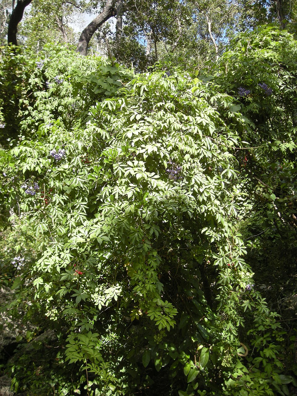 Brazilian Nightshade photo 5