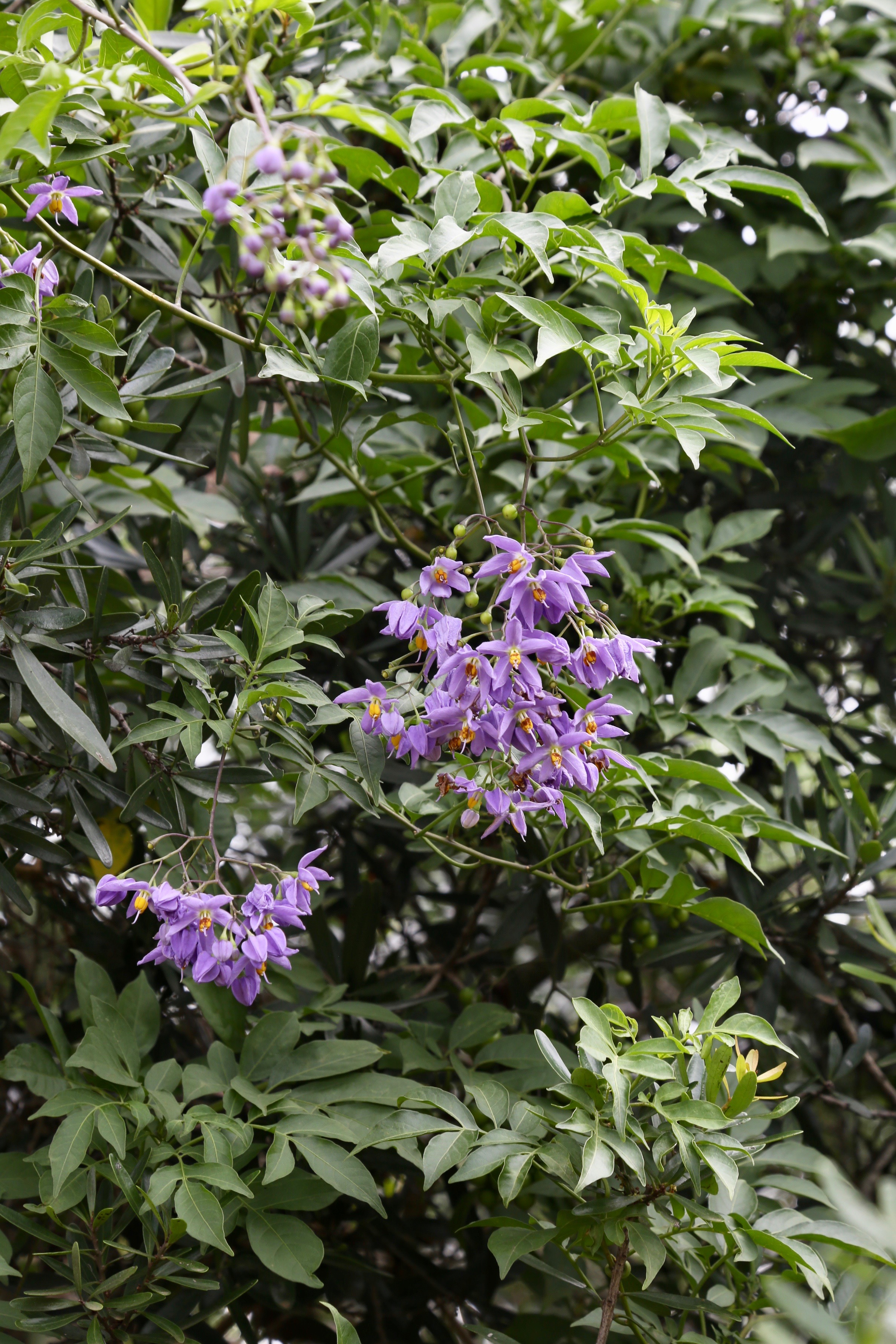 Brazilian Nightshade photo 6