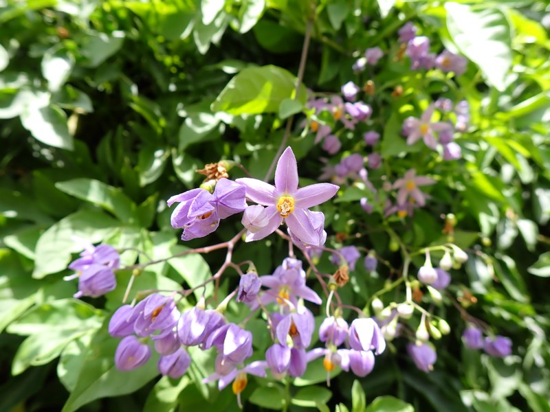 Brazilian Nightshade photo 2