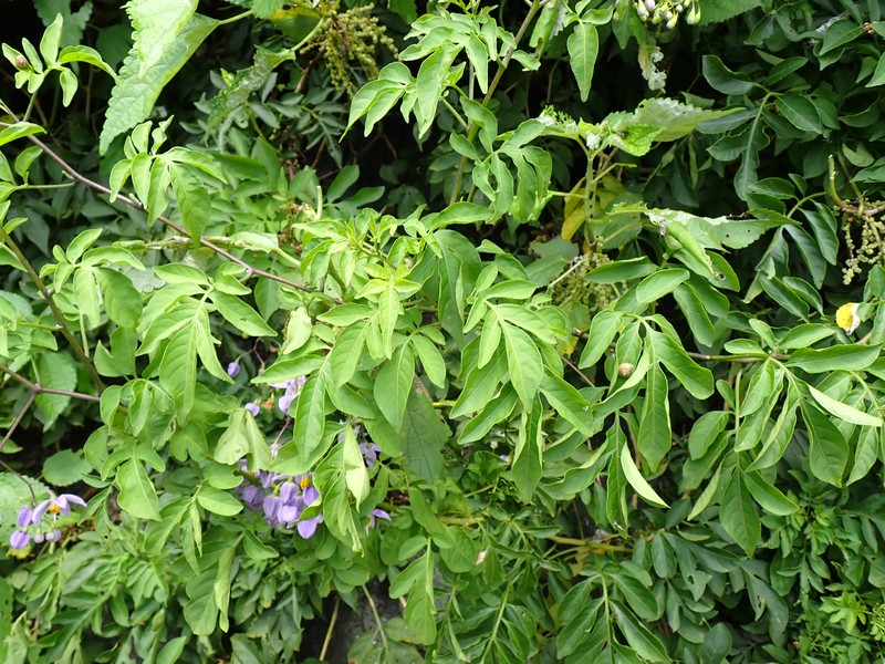 Brazilian Nightshade photo 3