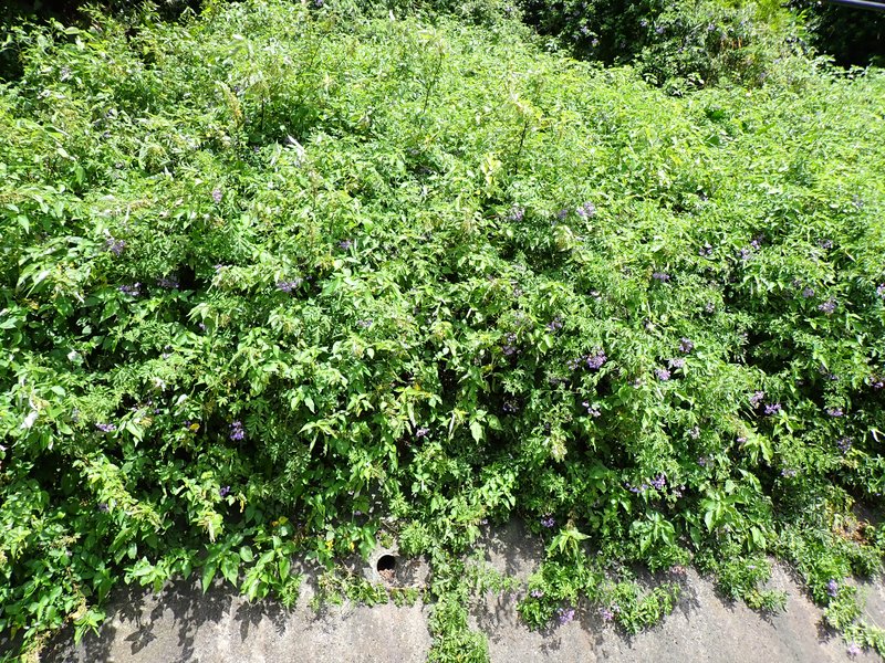 Brazilian Nightshade photo 7
