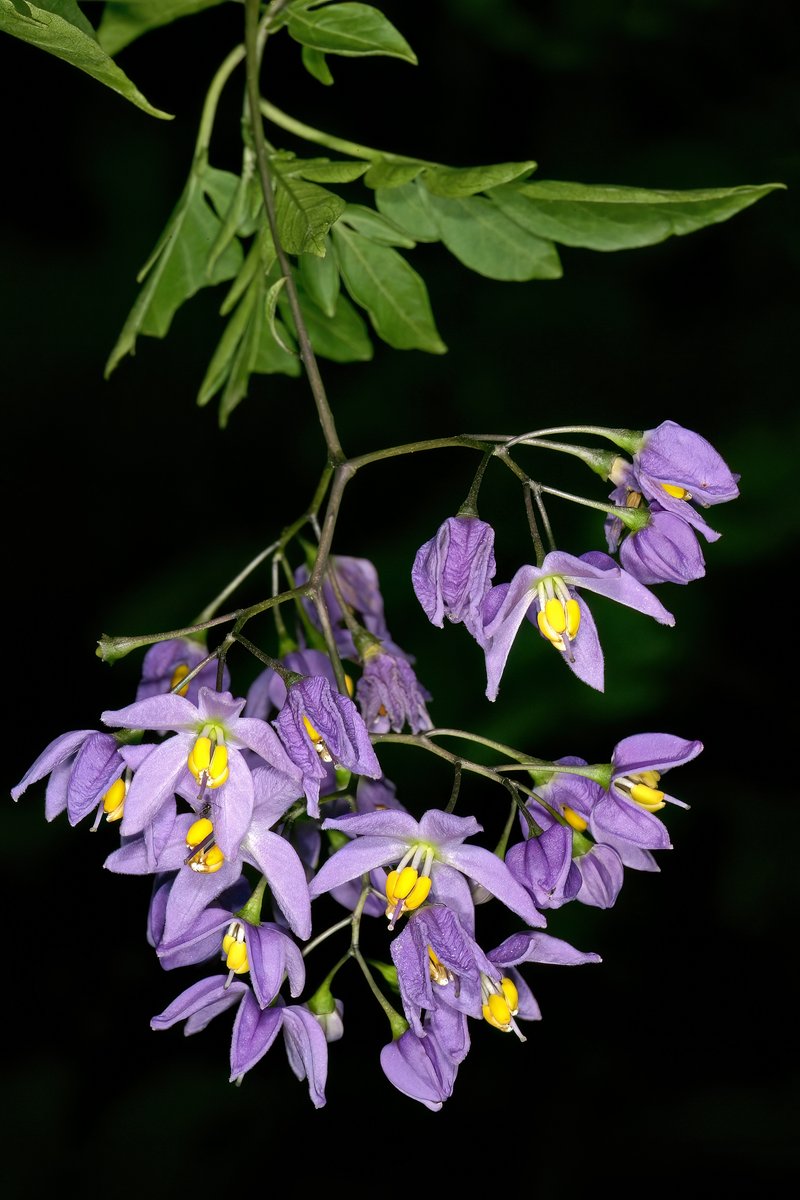Brazilian Nightshade photo 8