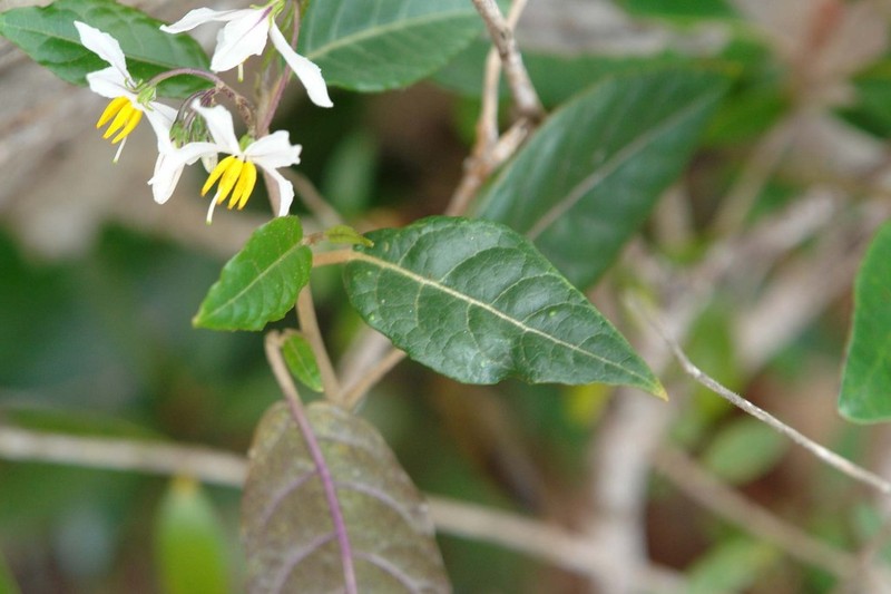 Solanum semisucculentum