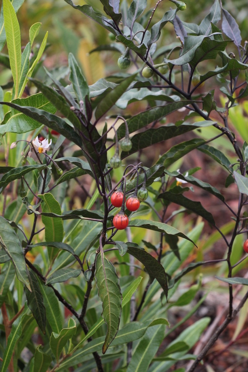 Solanum semisucculentum photo 3