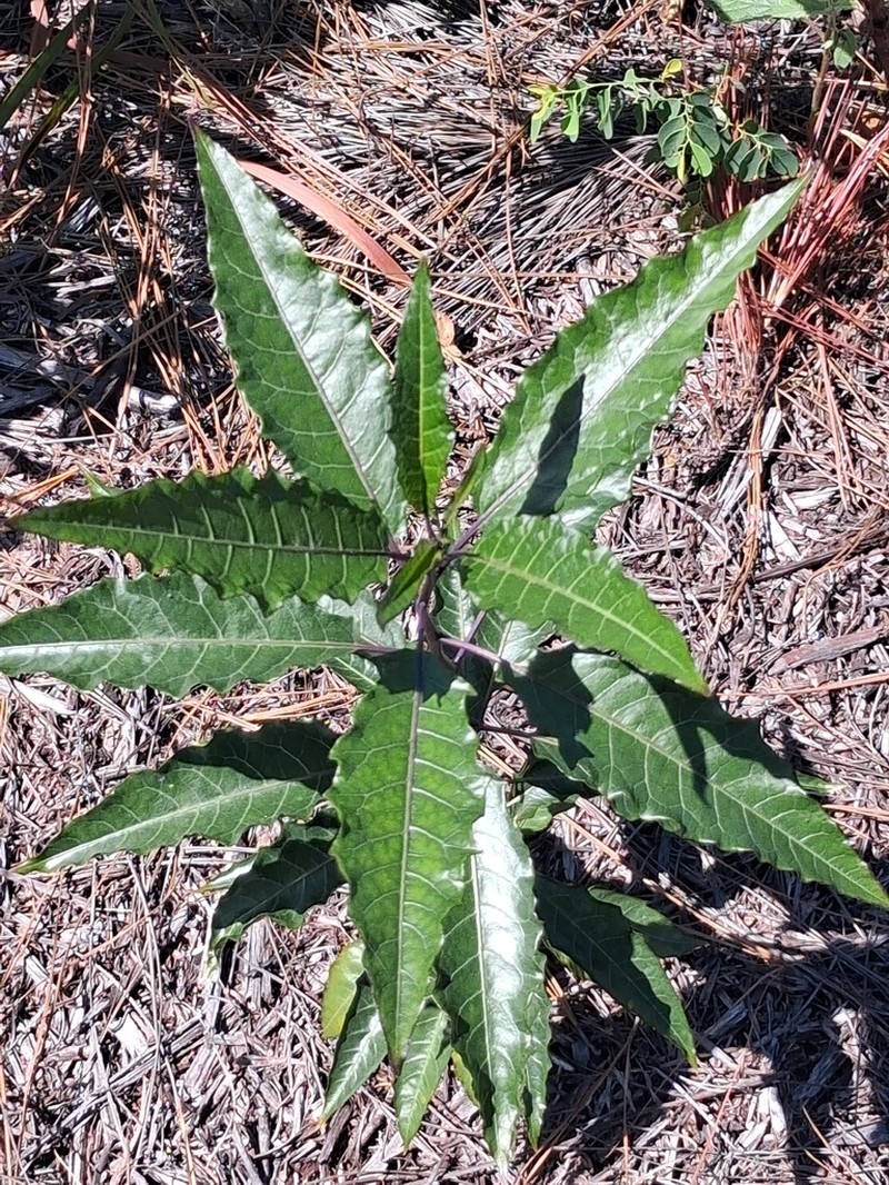 Solanum semisucculentum photo 4