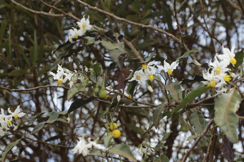 Solanum semisucculentum photo 5