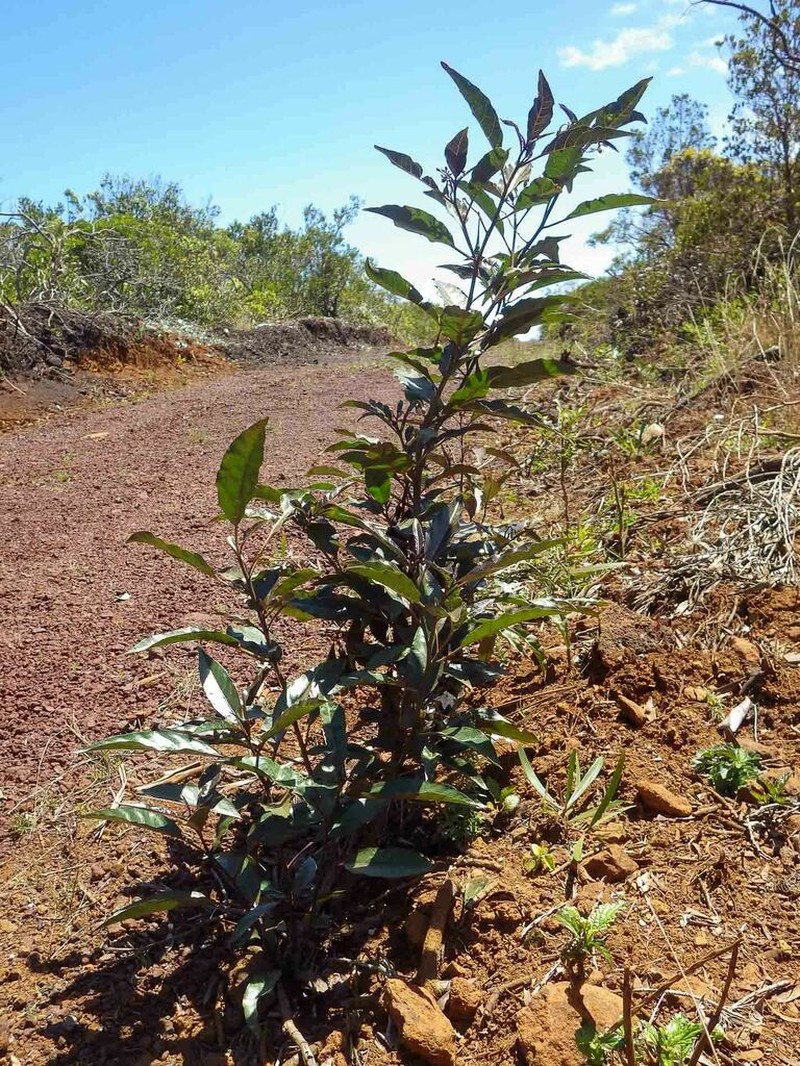 Solanum semisucculentum photo 6