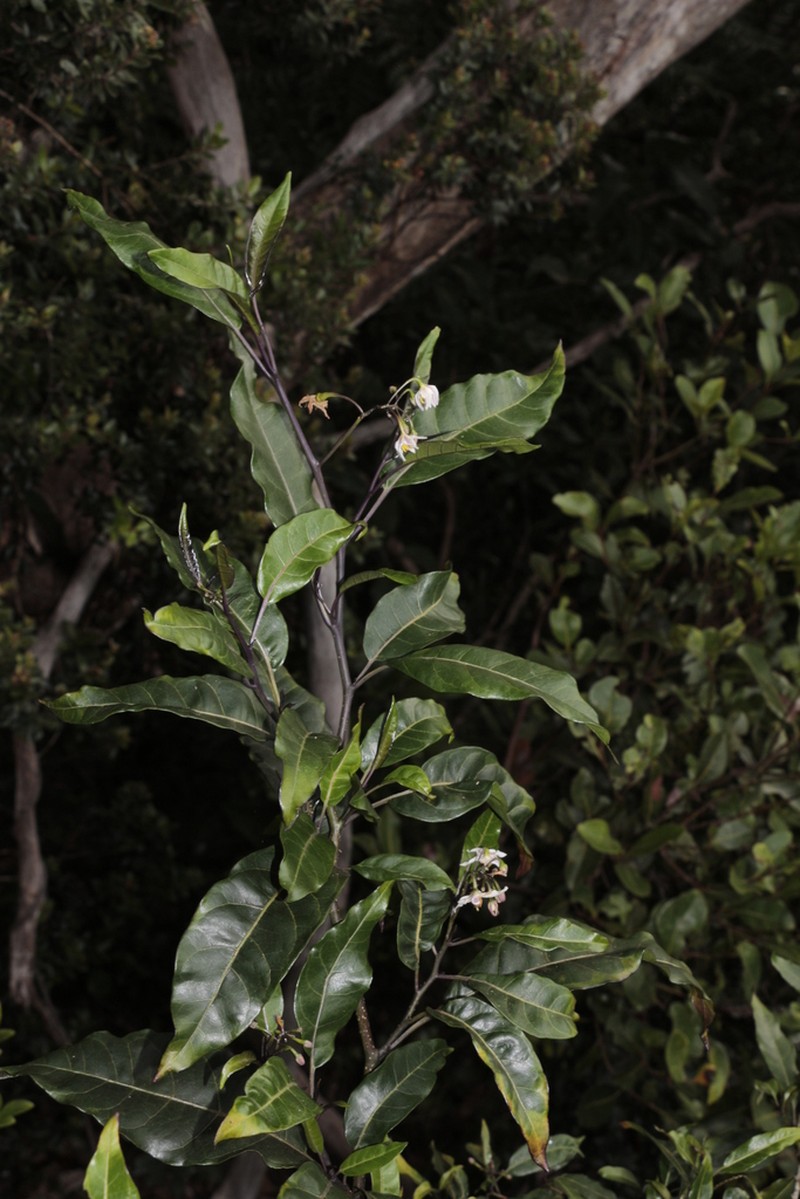 Solanum semisucculentum photo 7