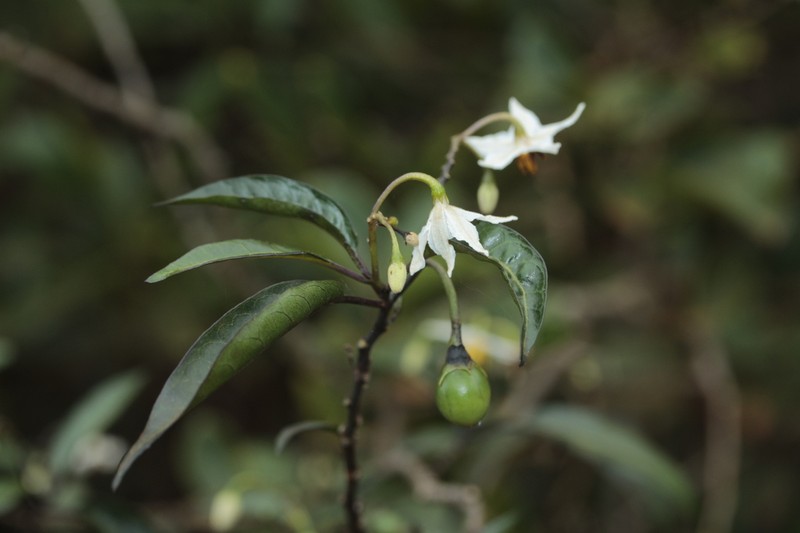 Solanum semisucculentum photo 8