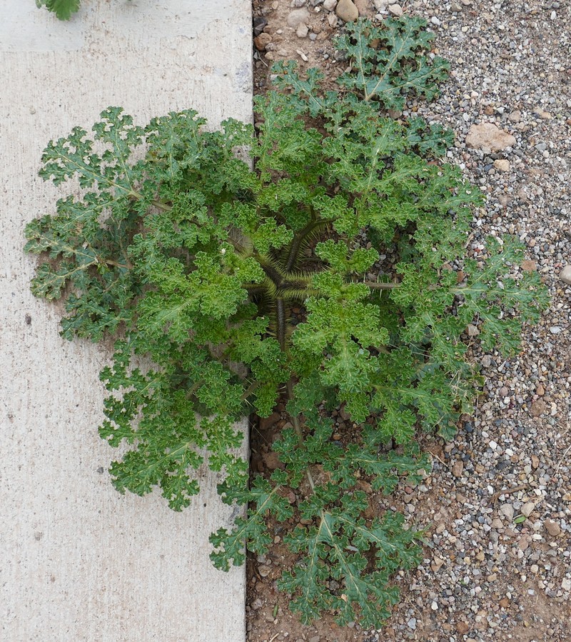 Solanum setigeroides