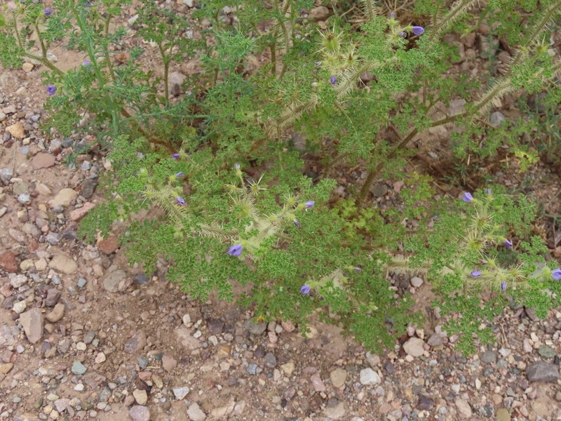 Solanum setigeroides photo 2