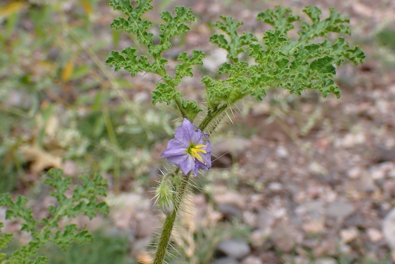 Solanum setigeroides photo 3