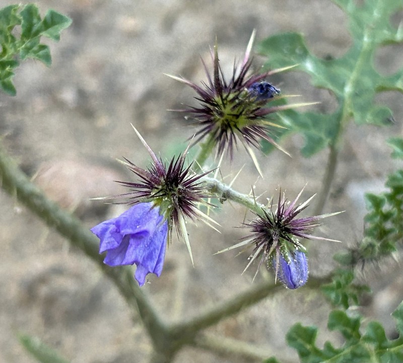 Solanum setigeroides photo 5