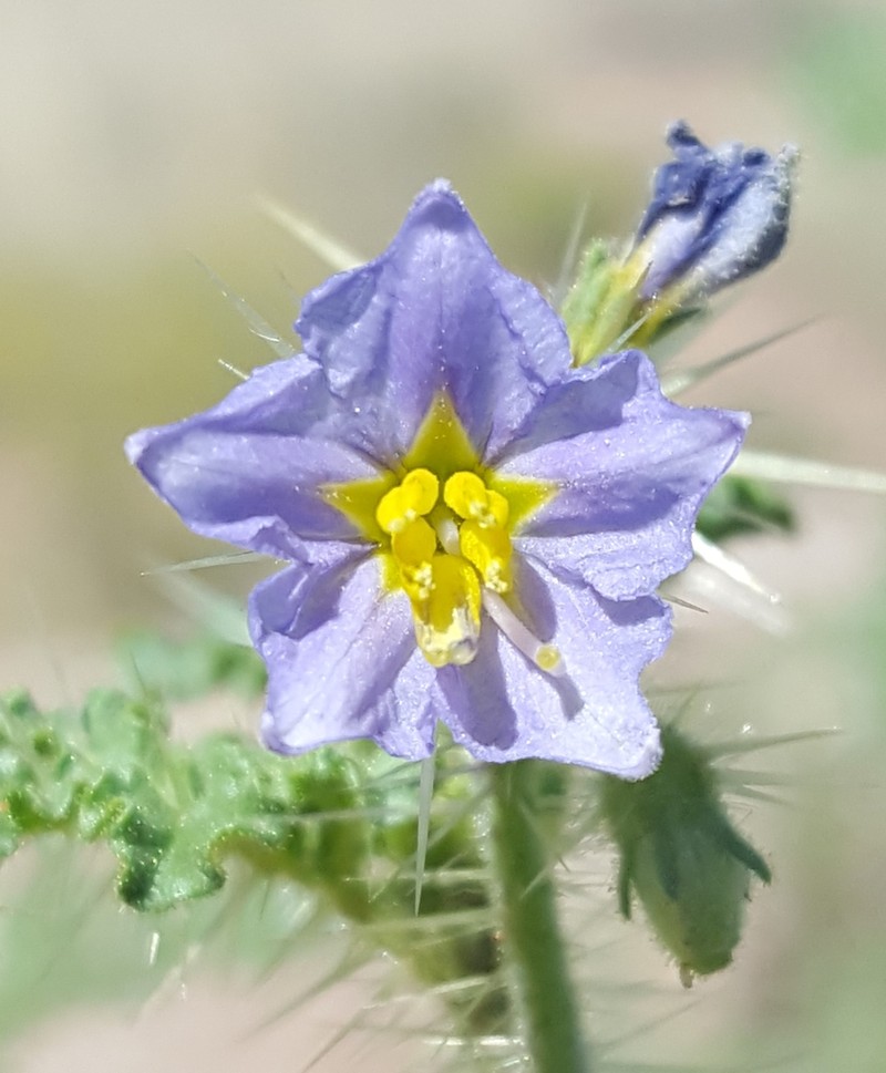 Solanum setigeroides photo 8