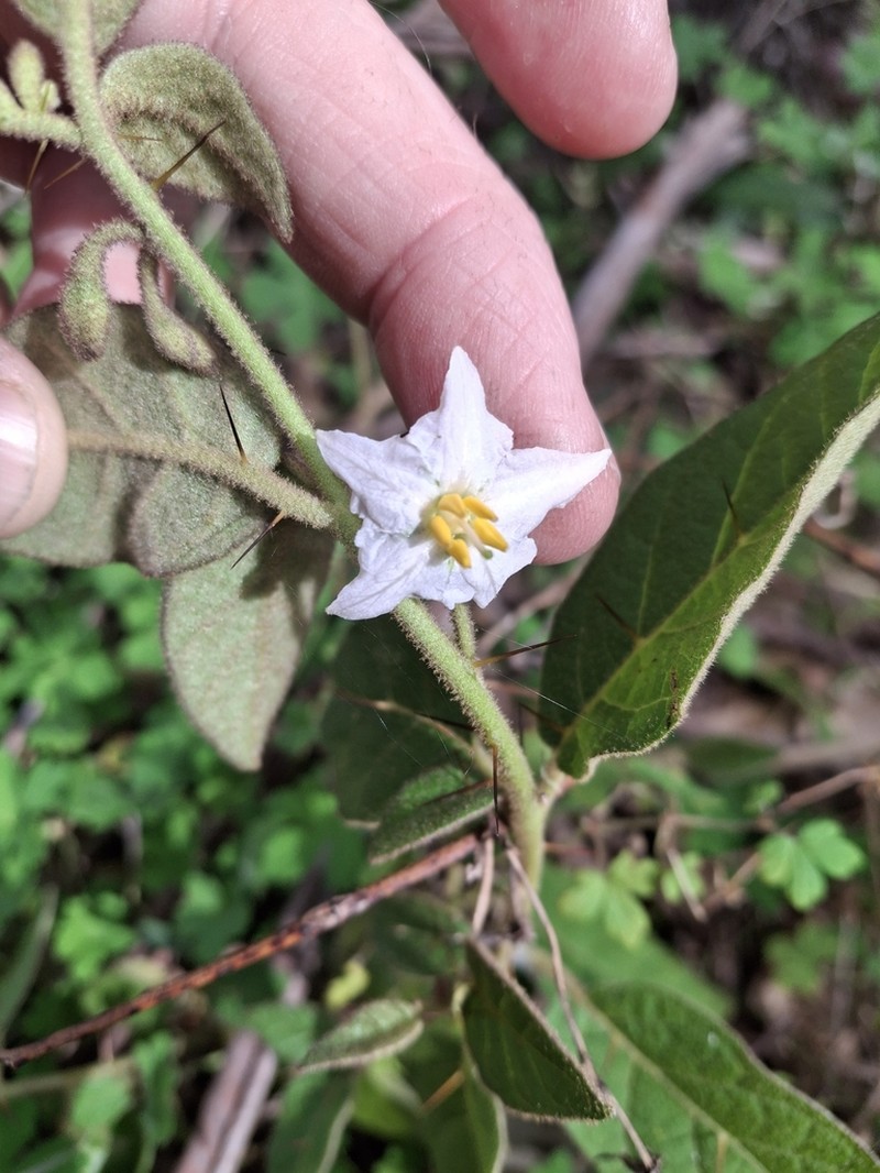 Solanum singulare