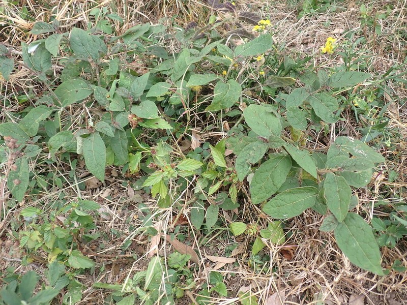Solanum singulare photo 2