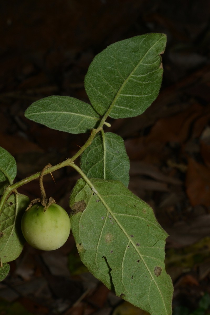 Solanum singulare photo 3