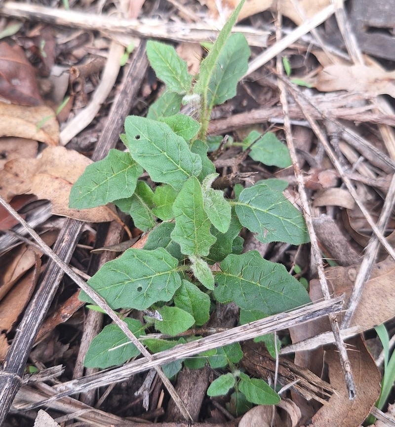 Solanum singulare photo 4