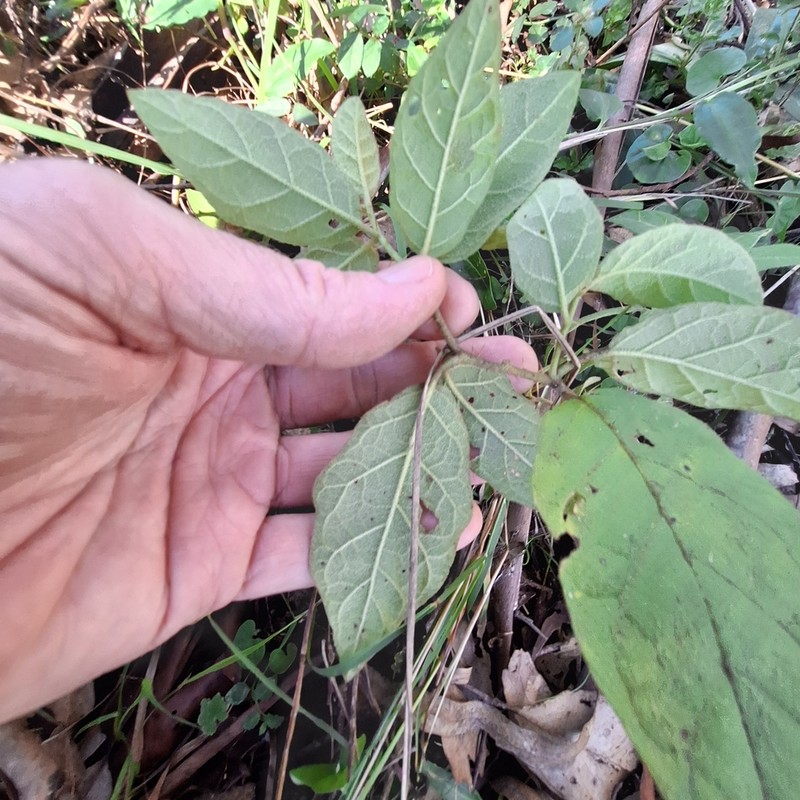 Solanum singulare photo 5