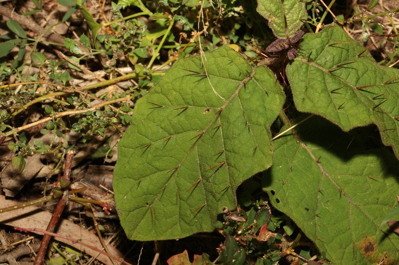 Solanum singulare photo 6