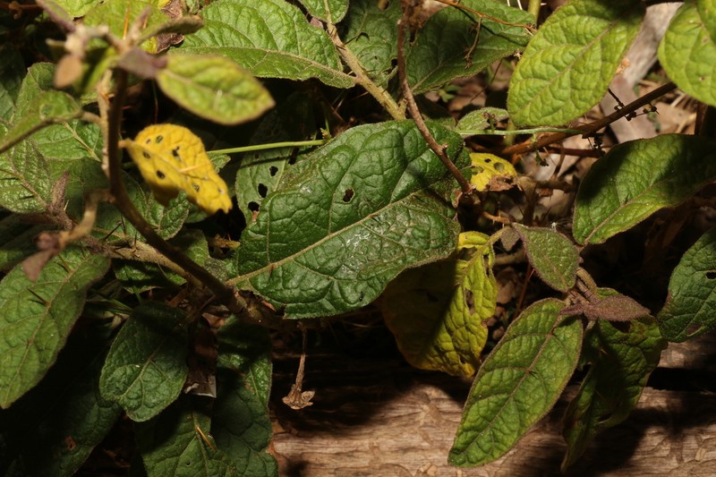 Solanum singulare photo 7