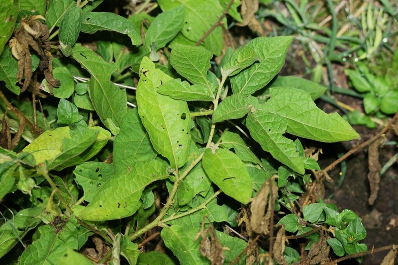 Solanum singulare photo 8