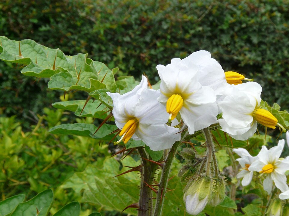 Sticky Nightshade photo 5