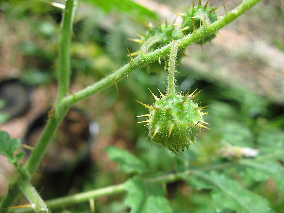 Sticky Nightshade photo 6