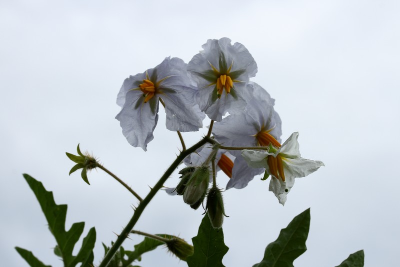 Sticky Nightshade photo 2