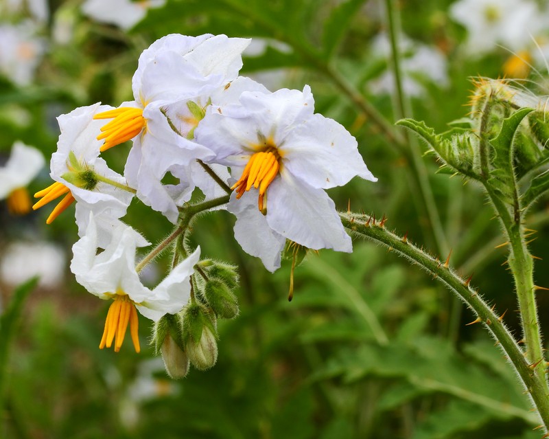 Sticky Nightshade photo 3