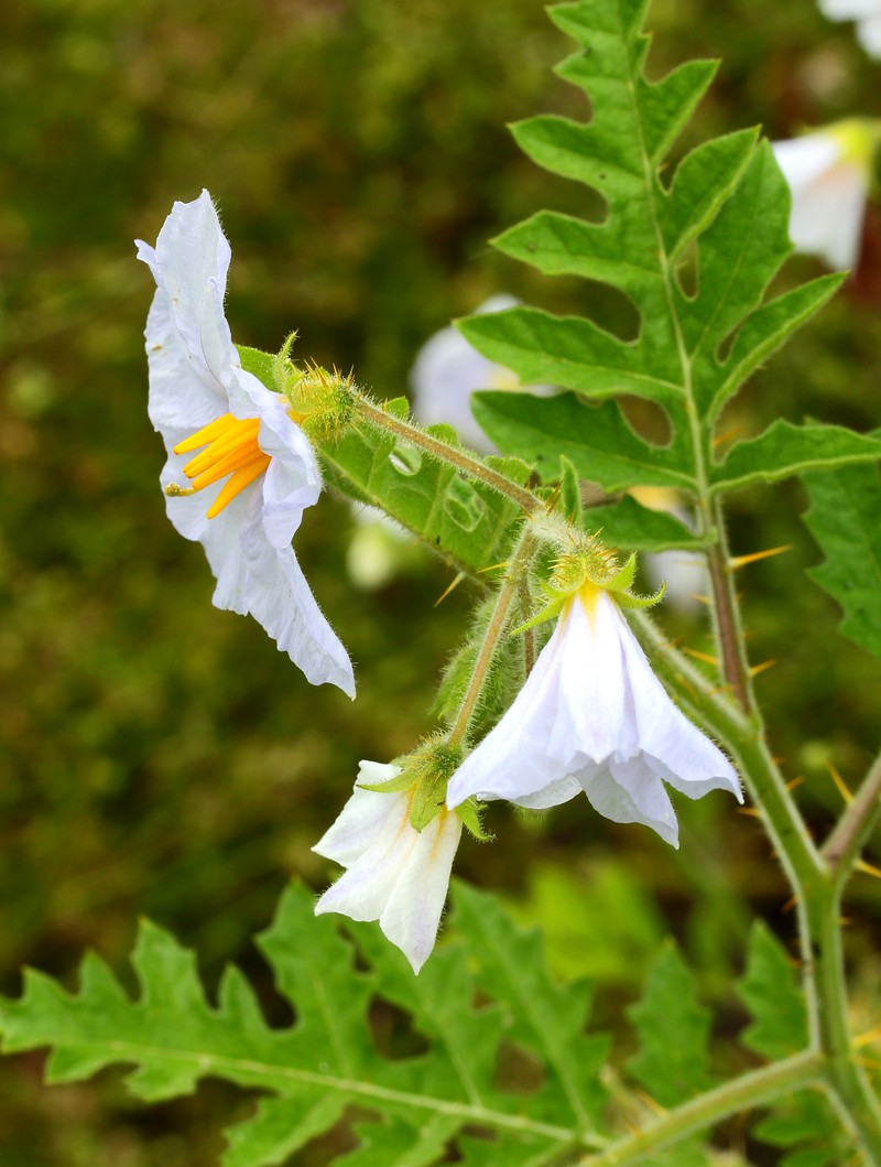 Sticky Nightshade photo 4