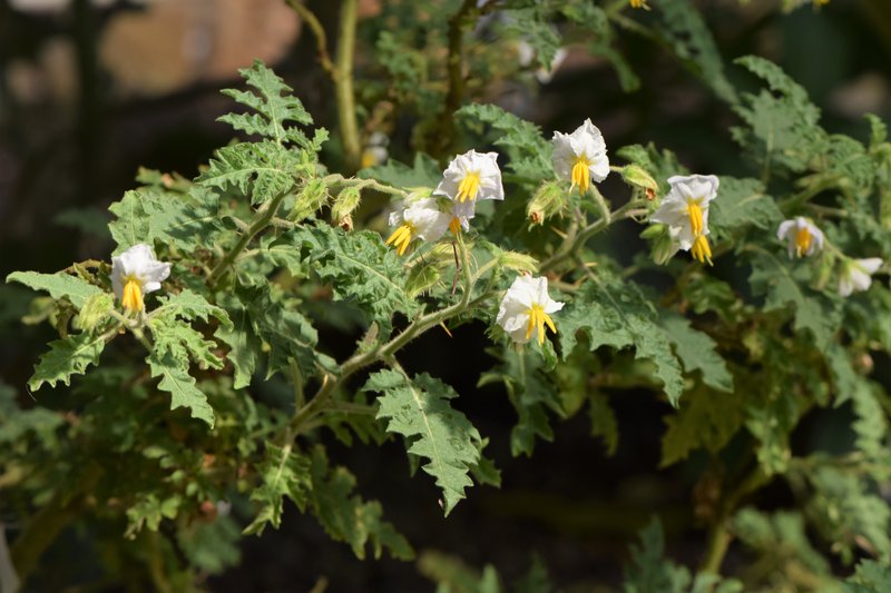 Sticky Nightshade photo 7