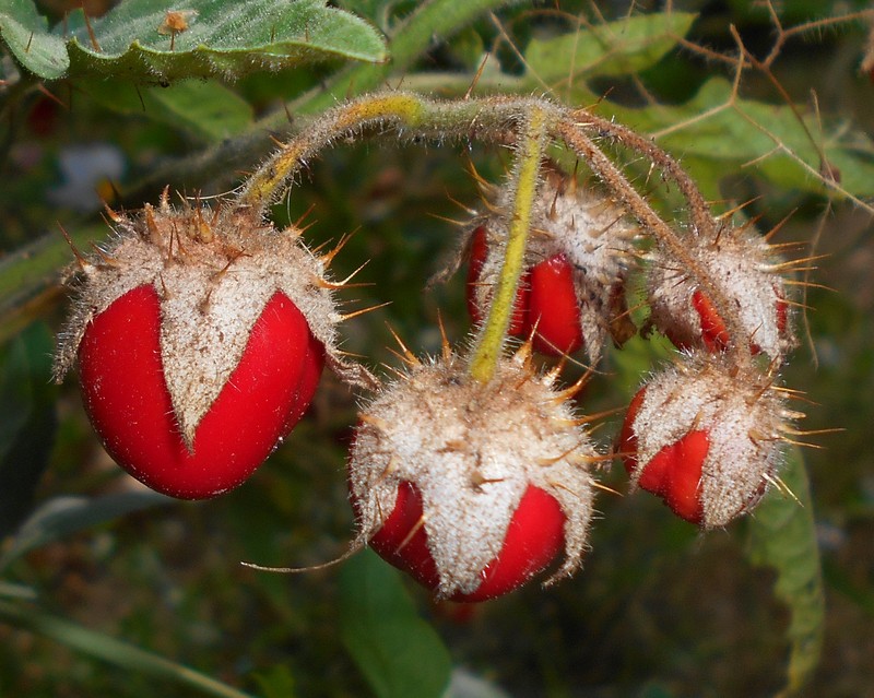 Sticky Nightshade photo 8