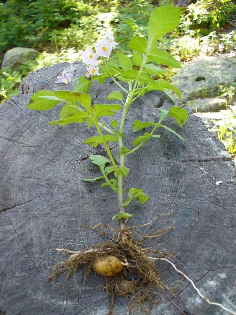 Tigna Potato