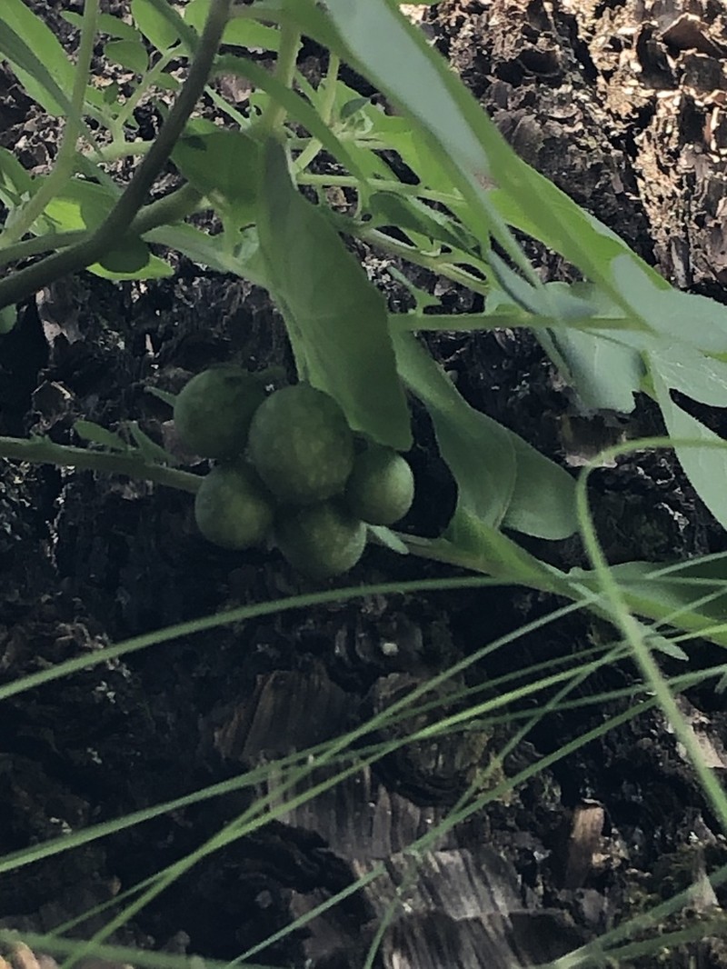 Tigna Potato photo 2