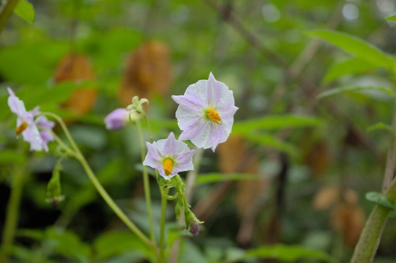 Tigna Potato photo 4