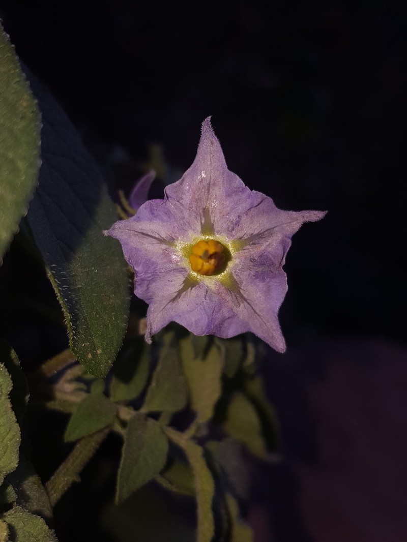 Tigna Potato photo 5