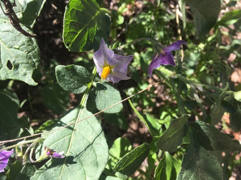 Tigna Potato photo 6