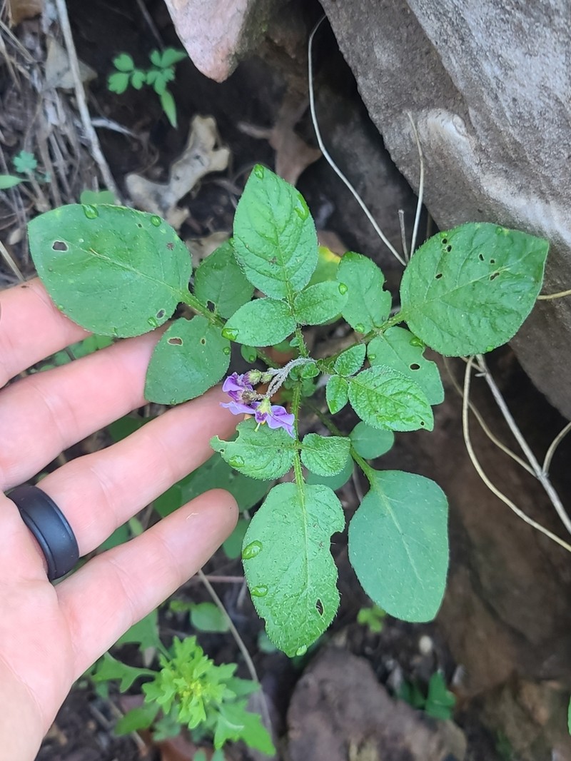 Tigna Potato photo 8