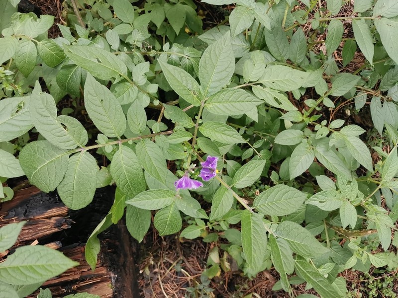 Fendler's Horsenettle photo 3