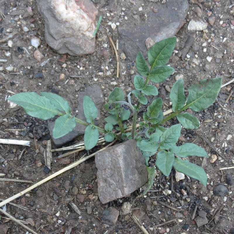 Fendler's Horsenettle photo 7