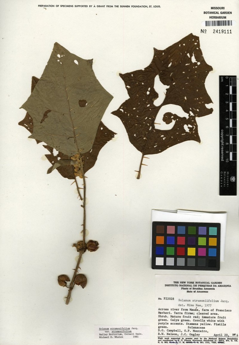 Solanum stramoniifolium var. stramoniifolium